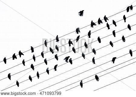 A Flock Of Waxwings Sits On Electric Wires. Monochrome Natural Background With Waxwings On Wires Aga
