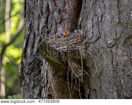 The Thrushes Made A Nest On A Broken Pine Branch. The Heads Of The Chicks Protrude From The Nest. Th