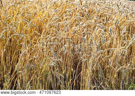 Photography On Theme Big Wheat Farm Field For Organic Harvest