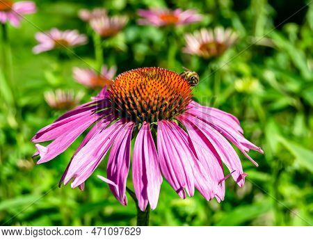 Beautiful Wild Flower Winged Bee On Background Foliage Meadow