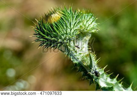 Beautiful Growing Flower Root Burdock Thistle On Background Meadow