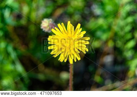 Beautiful Wild Growing Flower Yellow Dandelion On Background Meadow