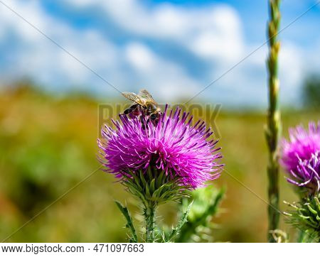 Beautiful Wild Flower Winged Bee On Background Foliage Meadow