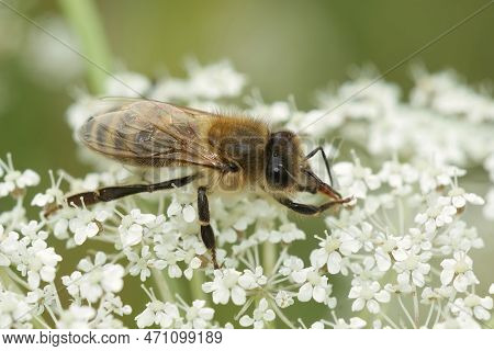 Closeup On A European Honey Bee, Apis Melifera, Sipping Nectar From A Wild Carrot, Daucus Carota