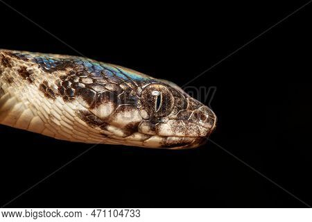 Malagasy Cat-eyed Snake, Madagascarophis Colubrinus Is A Species Of Snake Of The Family Pseudoxyrhop