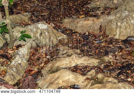 Malagasy Cat-eyed Snake, Madagascarophis Colubrinus Is A Species Of Snake Of The Family Pseudoxyrhop