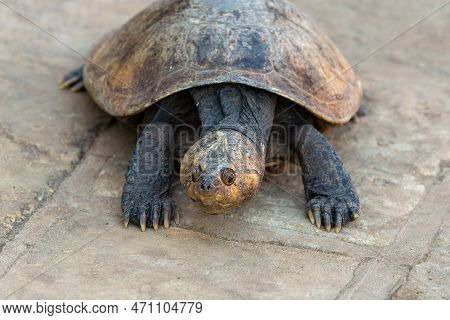 Madagascan Big-headed Turtle (erymnochelys Madagascariensis). Endemic Turtle Native To The Waters Of