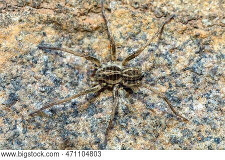 Wolf Spider, Endemic Members Of The Family Lycosidae, Robust And Agile Hunters With Excellent Eyesig