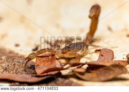 Teruelius Flavopiceus, Small Scorpion In Tsingy De Bemaraha. Madagascar Wildlife Animal