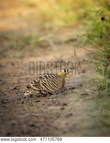 Painted Sandgrouse Or Pterocles Indicus Male Bird Closeup Or Portrait In Natural Green Background At