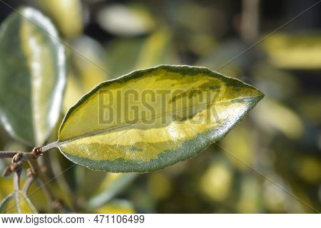 Oleaster Limelight Variegated Leaves In The Spring
