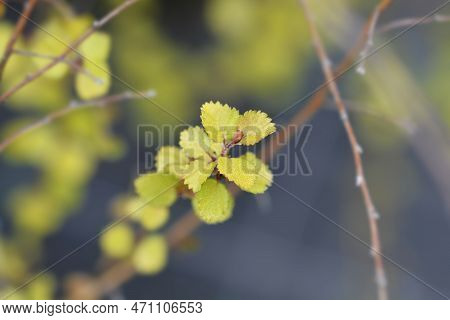 Artctic Dwarf Birch Golden Treasure Branch With Leaves