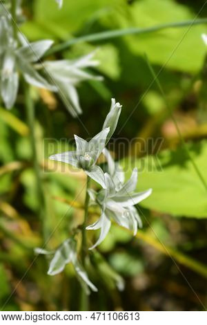 Drooping Star-of-bethlehem White Flowers In The Spring
