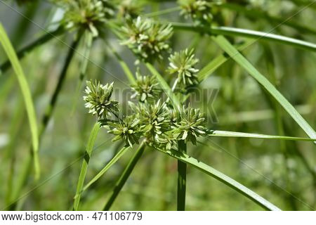 Tall Flatsedge In The Garden In Spring