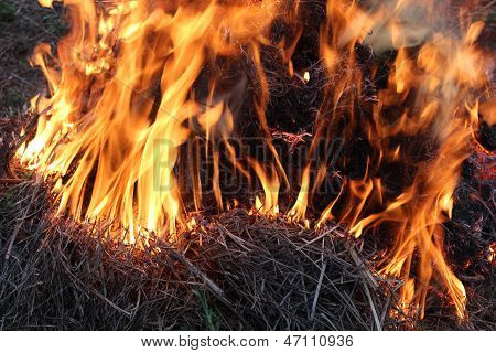 Brand i skoven