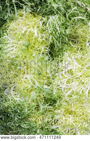Background Of Fresh Frisee Lettuce, Healthy Eating Leafy Vegetable, Close-up.