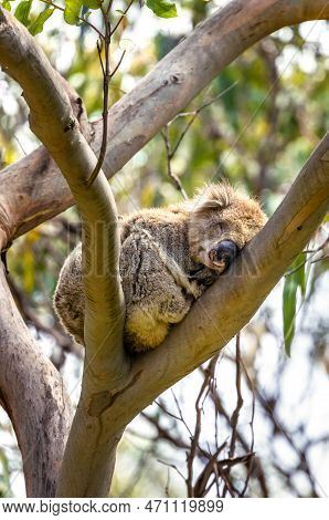 A Sleeping Koala, Phascolarctos Cinereus, In A Eucalyptus Tree On The Kennett River, Great Ocean Roa