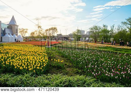 Belgorod, Russia - April 29, 2022: Spring Square With Tulips On Bohdan Khmelnitsky Avenue. Evening E