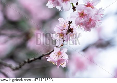 Beautiful Fuji Mame Sakura Cherry Blossom Blooming In Taiwan.