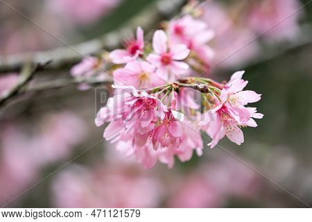 Beautiful Fuji Mame Sakura Cherry Blossom Blooming In Taiwan.