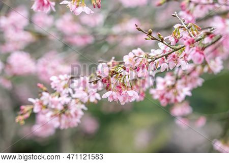 Beautiful Fuji Mame Sakura Cherry Blossom Blooming In Taiwan.