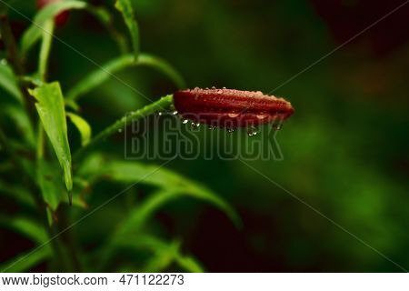Drops Of Water On An Unopened Bud. Green Background Of Nature. Selective Focus. The Concept Of Repro