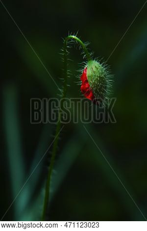 A Bud Of A Poppy Flower, Similar To A Female Organ, A Vagina, A Banner With An Image. The Concept Of
