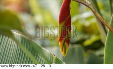 Beautiful Red Heliconia Flower, Tropical Flower. Rostrata, Lobster Hanging Claw Or False Bird Of Par