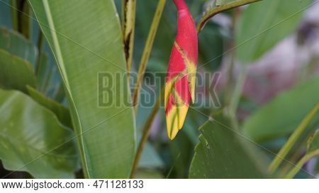 Beautiful Red Heliconia Flower, Tropical Flower. Rostrata, Lobster Hanging Claw Or False Bird Of Par