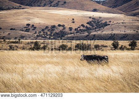 A Cow In An Arid Pasture Of High Grass With A Mountain In The Distance In Arizona.