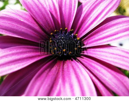 Fleur pourpre
