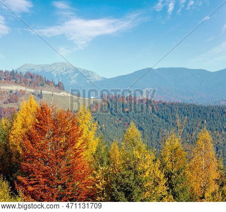 Morning Autumn Slopes (with Colorful Trees) Of Carpathians (yablunytskyj Pass, Ivano-frankivsk Oblas
