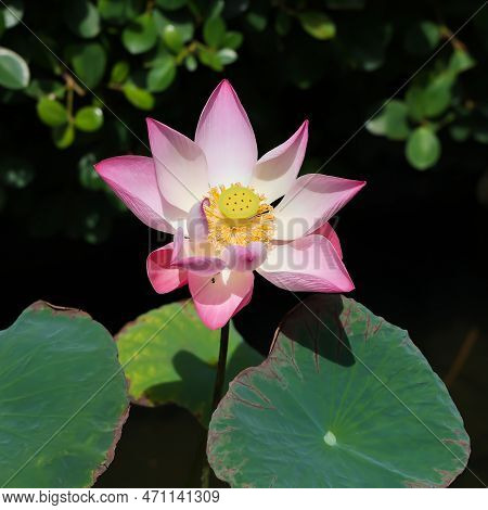 A Pink Lotus Flower Nelumbo Nucifera Against The Background Of Green Leaves On The Lake. Lotus On Th