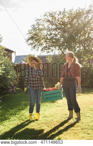 Two Women Farmer Working In Gardening. Gardener Carrying Crate With Freshly Harvested Vegetables In 