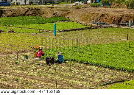 Cameron Highlands, Malaysia - 2023: Peasants Harvesting Salad In A Vegetable Garden In Cameron Highl