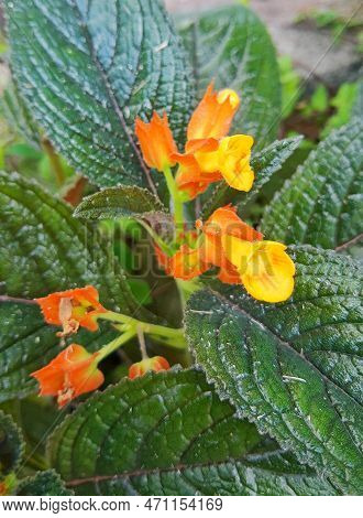 A Beautiful, Charming, Small Orange Flower, Surrounded By Green Leaves In A Beautiful Garden In The 
