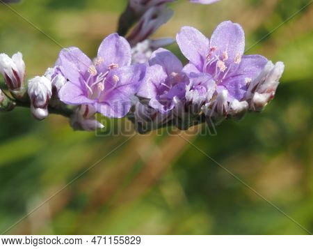 delicate purple flowers of Goniolimon elatum on a summer meadow