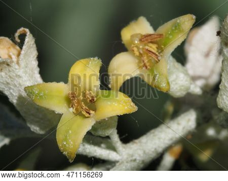 Blooming Elaeagnus Commutata In The Summer Forest