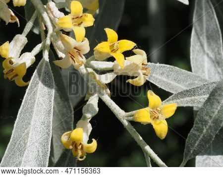 Blooming Elaeagnus Commutata In The Summer Forest
