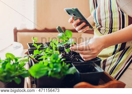 Gardening Vlog. Gardener Takes Video And Photo Of Growing Bigleaf Hydrangeas At Home Using Smartphon