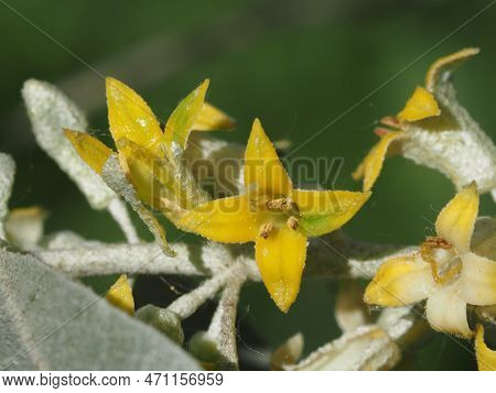 Blooming Elaeagnus Commutata In The Summer Forest