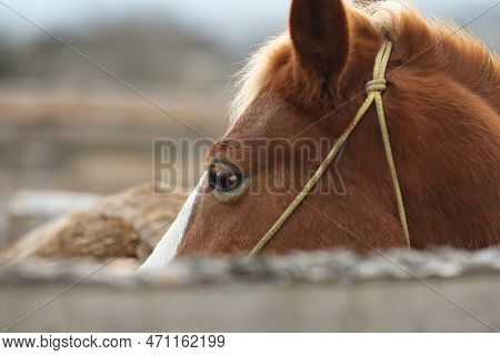 Adorable Chestnut Horse In Outdoor Stable, Closeup. Lovely Domesticated Pet