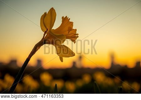 A Single Daffodil Bloom Reaches High Over The Distant Cityscape In The Early Morning Light. Welcome 