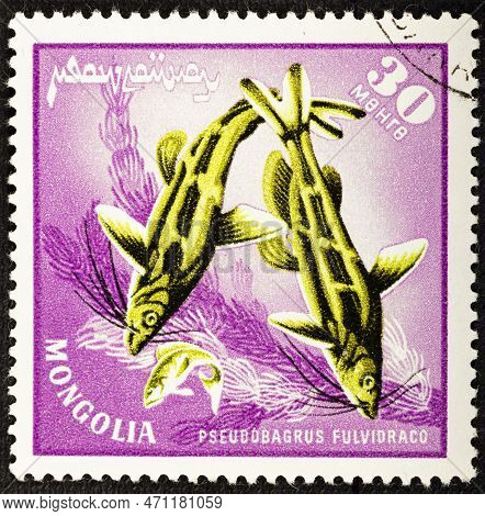 Mongolia - Circa 1965: Postage Stamp Issued In Mongolia With The Image Of The Yellowhead Catfish, Ps