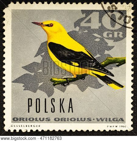 Poland - Circa 1966: A Stamp Printed In Poland Shows Image Of A Oriolus Wilga.