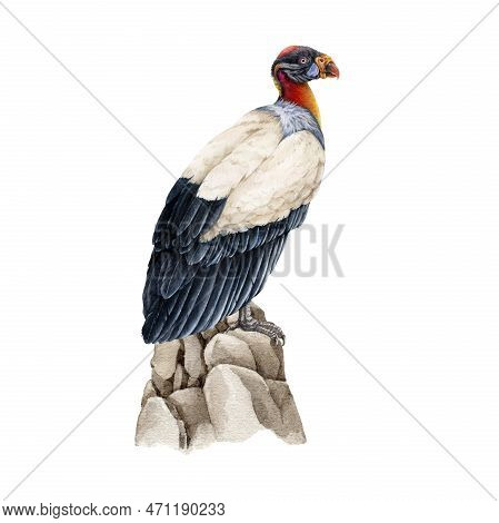 King Vulture On The Rocks Illustration. Bird Of Prey Watercolor Image. Hand Drawn Realistic Detailed