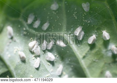 Whitefly Aleyrodes Proletella Agricultural Pest On Cabbage Leaf.