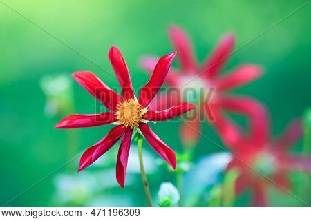 Autumn Blooming Plant Dahlia
