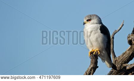Black-shouldered Kite (elanus Caeruleus) Kgalagadi Transfrontier Park, South Africa