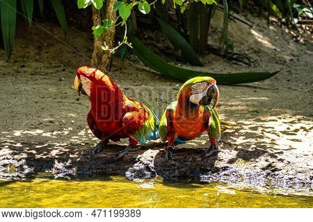 Red And Green Macaw Or Green Winged Macaw, Scientific Name Ara Chloropterus Parrot Bird In Parque Da